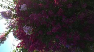 Лагерстремия. Индийская Сирень.