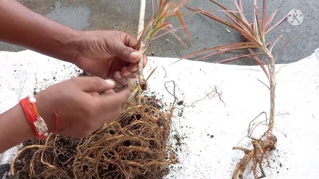 Dracaena marginata plant ki repoting // How to propagate dracaena marginata // смотреть онлайн