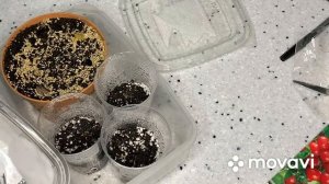 РАСТИМ ТОМАТЫ НА СТЕЛЛАЖЕ 🍅