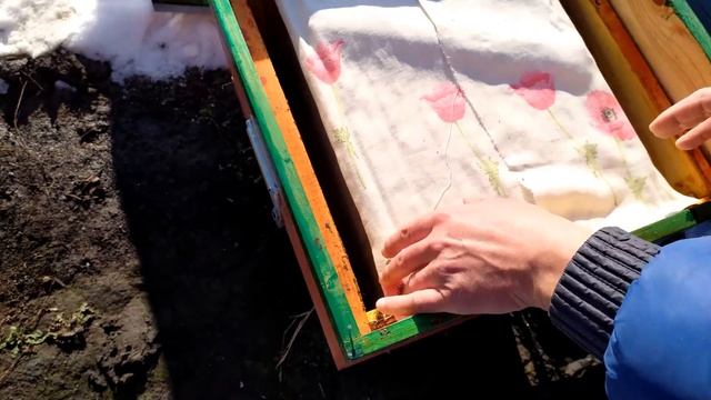 Контроль зимовки. Утепление пчелосемей. смотреть онлайн