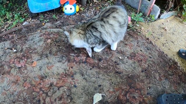 Пришла кошка на дачу \ Кормим кошку смотреть онлайн