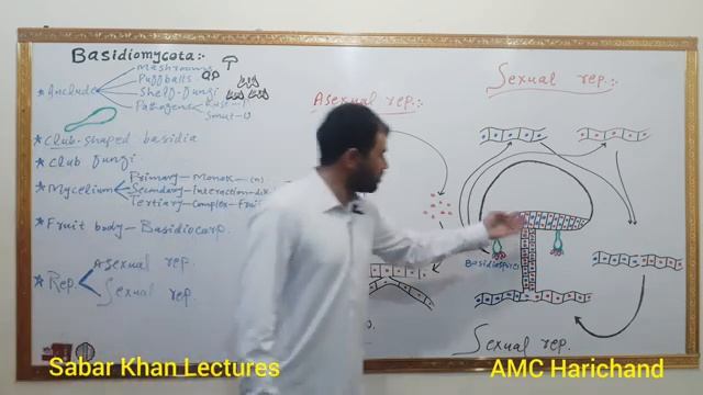 Basidiomycota (Club fungi) in pashtu | Reproduction in fungi | Life cycle of mushroom | Sabar Khan смотреть онлайн