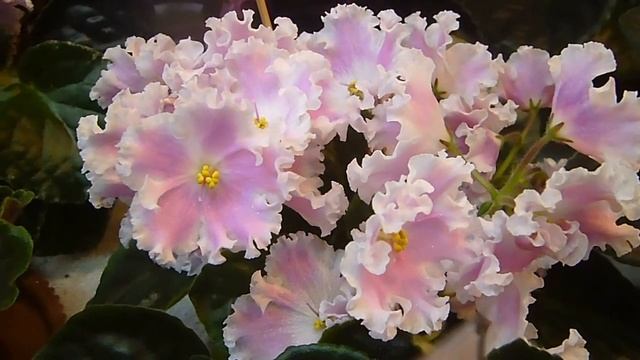 Футажи. Фиалки 2. Красивые цветы. Скачать бесплатно. смотреть онлайн