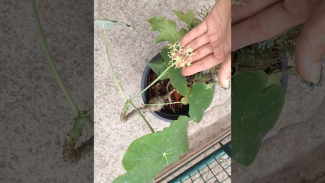 Yellow flowered Jatropha podagrica ( Budha belly ) . смотреть онлайн