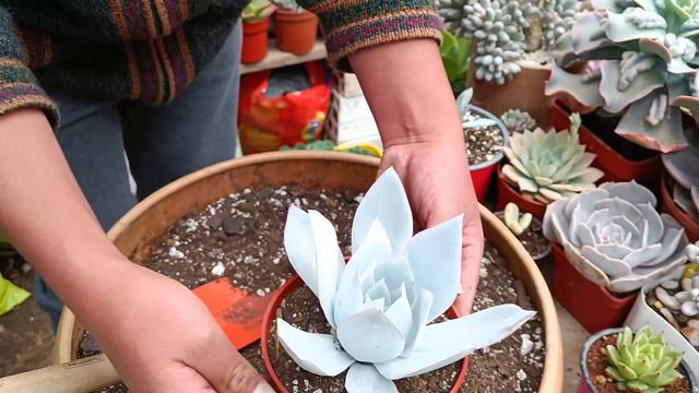 ECHEVERIA CANTE #trasplantesuculento #nuevasmacetas #sustratoespecial смотреть онлайн