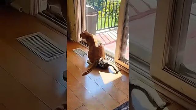 кот 🐈применил запрещëнный приëм. смотреть онлайн