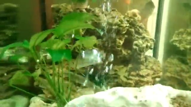 Апгрейд моего аквариума. смотреть онлайн