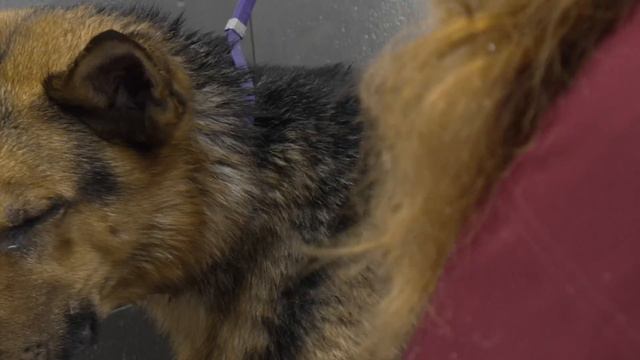 Now that's what I call a German Shepherd 😍 смотреть онлайн