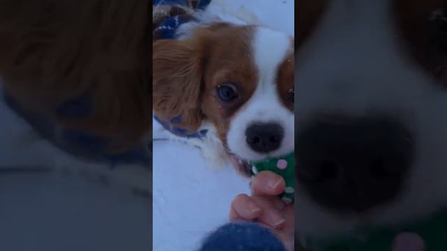 Классная порода🥰 #dog #dogs #pets #love