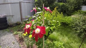 Клематис Хоши-но-Фламенко?Обзор сорта?02.08.2023