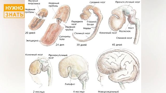 15 неделя беременности. Развитие плода. Как себя чувствует беременная. Как выглядит ребенок смотреть онлайн