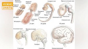 15 неделя беременности. Развитие плода. Как себя чувствует беременная. Как выглядит ребенок