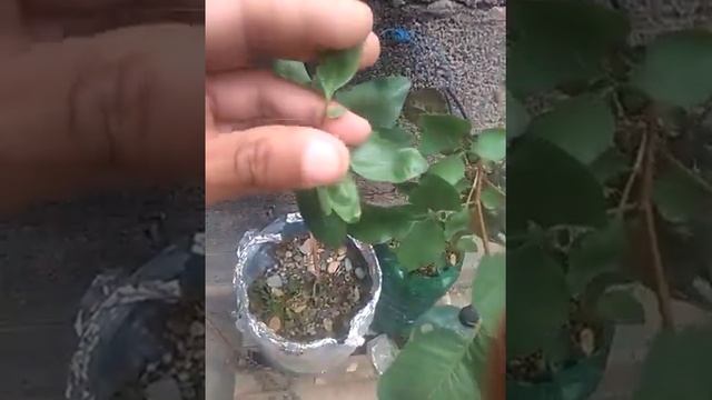 Hojas del Pistacho o Pistacia Vera en Abril 2020. Reiterando su caracteristica foliar. смотреть онлайн