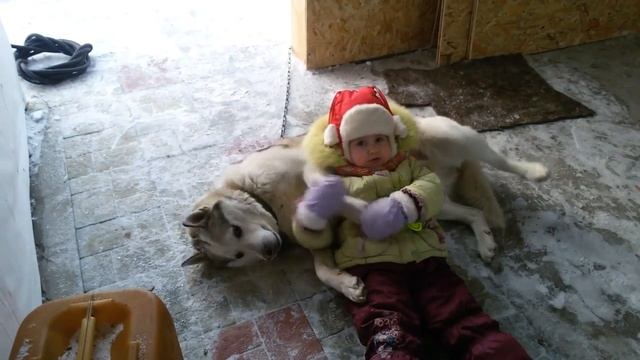 Возвращение лайки в новый старый дом смотреть онлайн