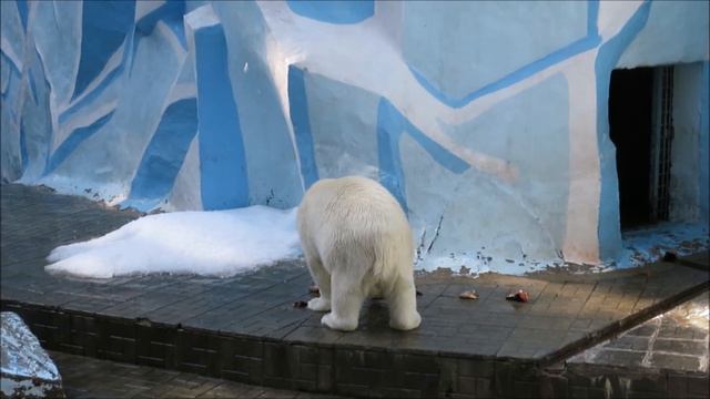 Мишки в ожидании уборки и завтрака 11.07.2020 смотреть онлайн