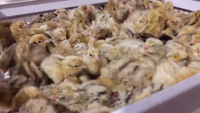 Новая птица перепел ФЕНИКС ЗОЛОТОЙ/Совместная инкубация яйцо куриное и перепелиные смотреть онлайн