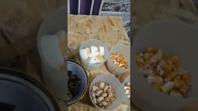 XOROZLARNI QANDEY PITANIYA BLAN BOQISH KERAK KERAKLI MASLAXATLAR #SHAMO #KARIS #GANOY