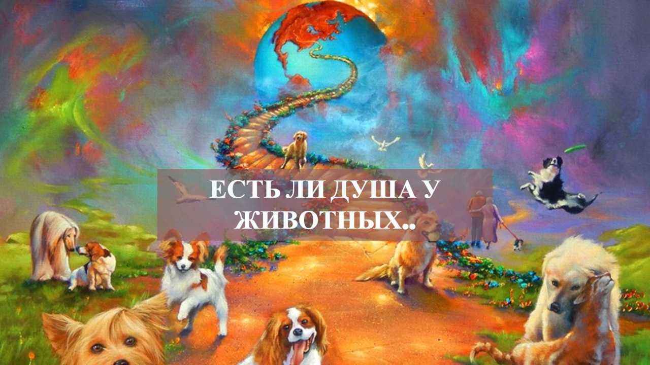 Есть ли душа у животных...mp4 смотреть онлайн