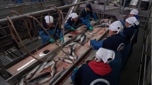 Рыбзавод на Камчатке