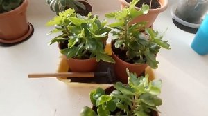 Каланхое. Все важное про уход за цветком