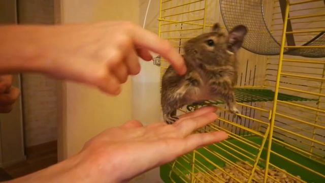 Как приучить Дегу к рукам. смотреть онлайн