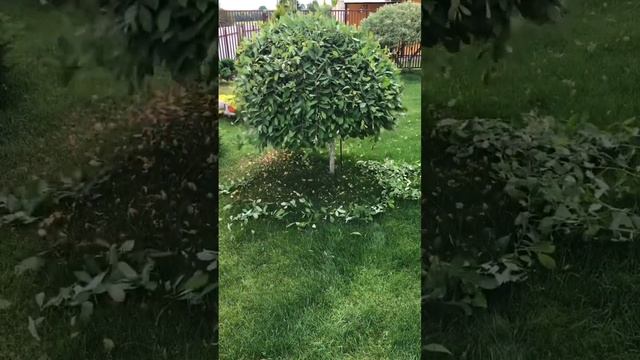 Ива козья Пендула в форме зонтика #garden смотреть онлайн