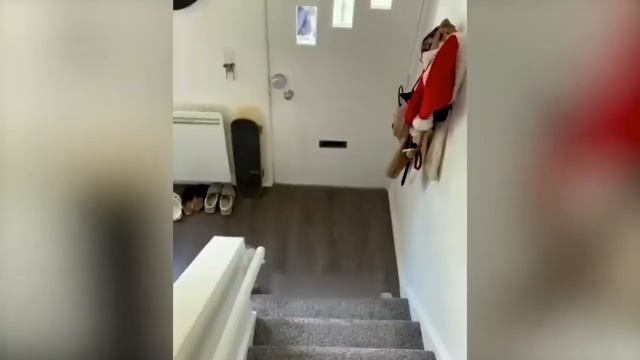 приколи с котами, удивитель не коти с озвучкой, а сами смешные животные с видео в СЕТИ смотреть онлайн