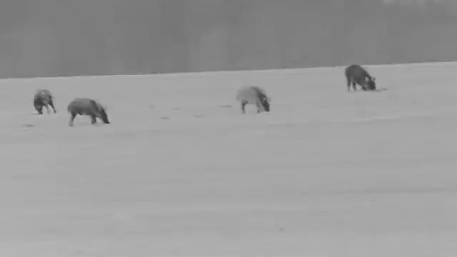 Night Pearl Seer 50 Plus Hunting 1 смотреть онлайн