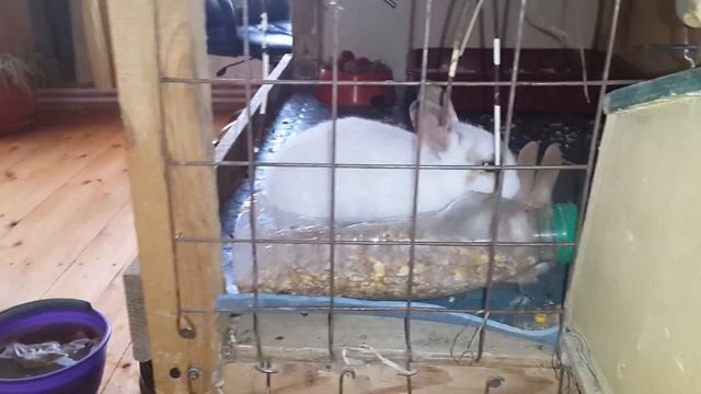 Моим крольчатам уже месяц. Секреты разведения