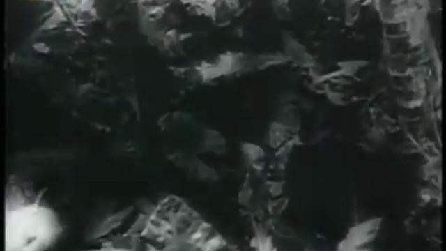 Mr Robinson Crusoe 1932 🎥🎥 || PELICULA COMPLETA español смотреть онлайн