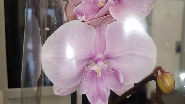 МАГАЗИН ОРХИДЕЯ ЗАВОЗ ЦВЕТОВ//05.08.23//