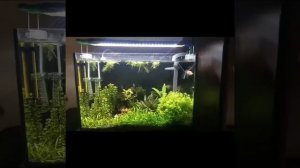 Аквариум 30 литров, жизнь после  запуска
