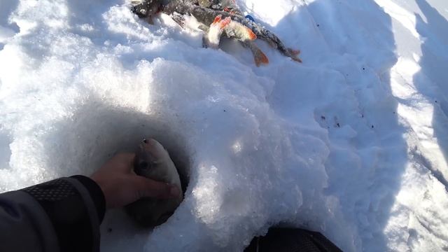 РЫБАЛКА МЕЧТЫ НА ГИГАНТСКИХ ОКУНЕЙ !!Рыбалка на комбайны,Килограммовый окунь,безмотылка. смотреть онлайн