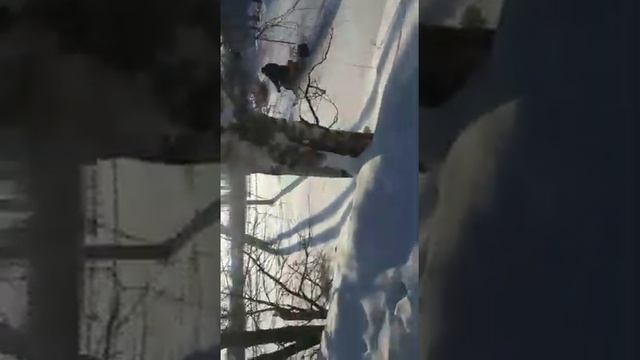 Снегоход Dingo T-125