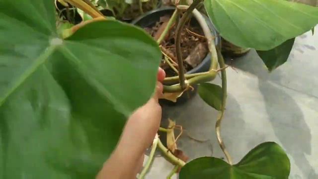 Plants Up For Free,Swap/DECLUTTERING MY PLANTS/Getting Rid Of Some Plants @SwaraGTheGardener