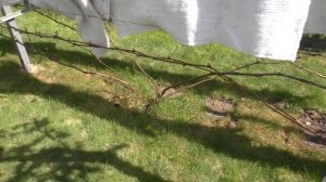 Трубы для подкормки винограда. А нужны ли они?