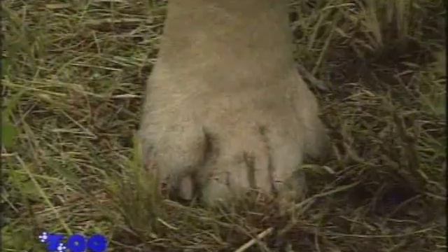 Бульдог (английский) смотреть онлайн