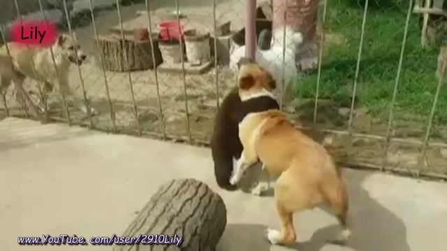 Медвежонок и Собака! / Bear littered with dog! смотреть онлайн