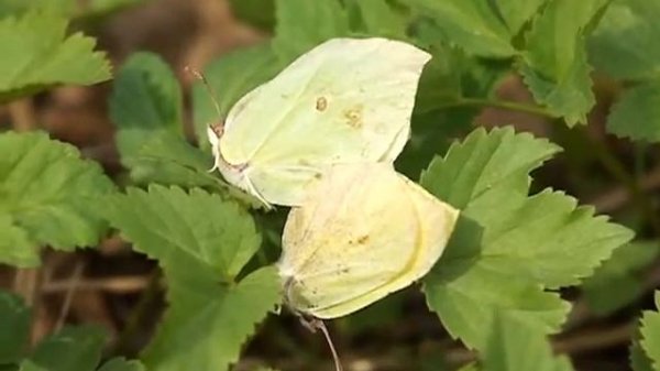 Лимонница (Крушинница). Бабочки. AllVideo