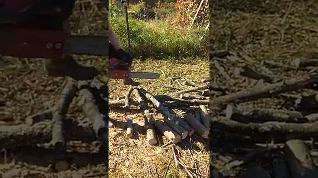 Бензопила Красная Звезда "КОМБАТ" 45СС на даче пилим старую рябину. смотреть онлайн