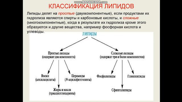 Липиды смотреть онлайн