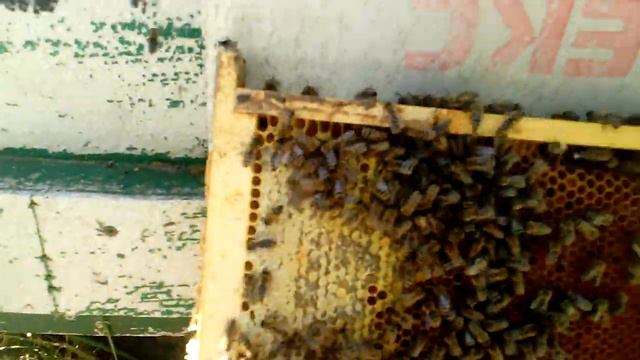 18 августа в лесу на пасеке! смотреть онлайн