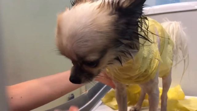 Купание собаки / небольшая стрижка | Дарья Pets смотреть онлайн