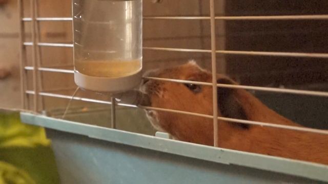 Куи бесшумно пьёт из поилки. смотреть онлайн