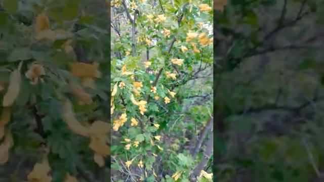 Кочевая пасека . Приехали на акацию. смотреть онлайн
