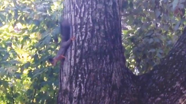 Кошка играет с белочкой в московском лесу смотреть онлайн