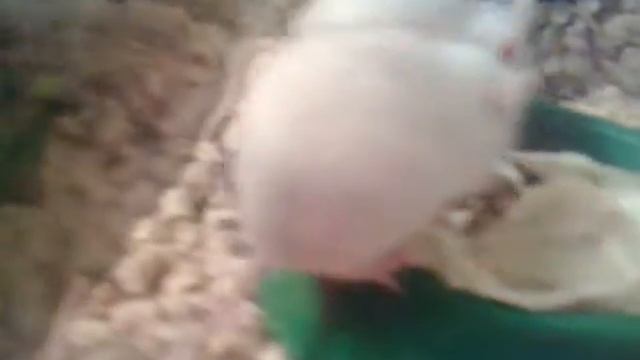 Домашние мыши, кормовые смотреть онлайн