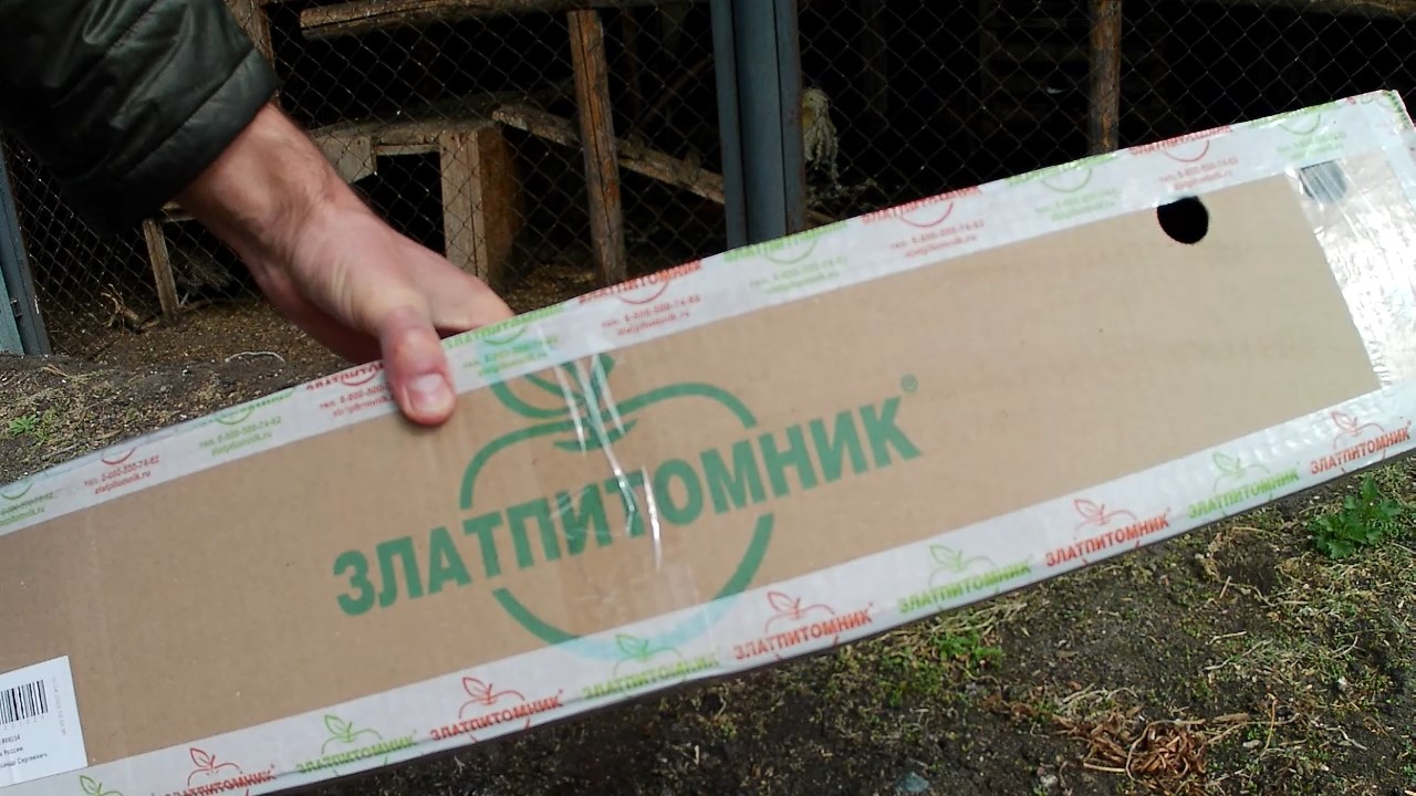 Обзор посылки с саженцами от ЗЛАТПИТОМНИК. Мой отзыв о интернет магазине ЗЛАТПИТОМНИК смотреть онлайн