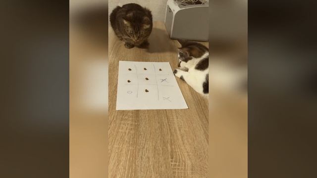 Кошки играют в крестики нолики. Карантин, день 5. смотреть онлайн