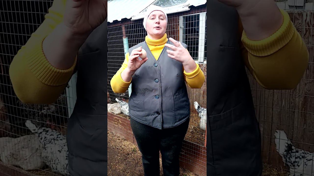 Из яйца в петуха за секунды. смотреть онлайн